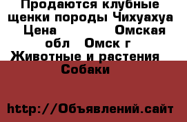 Продаются клубные щенки породы Чихуахуа › Цена ­ 15 000 - Омская обл., Омск г. Животные и растения » Собаки   